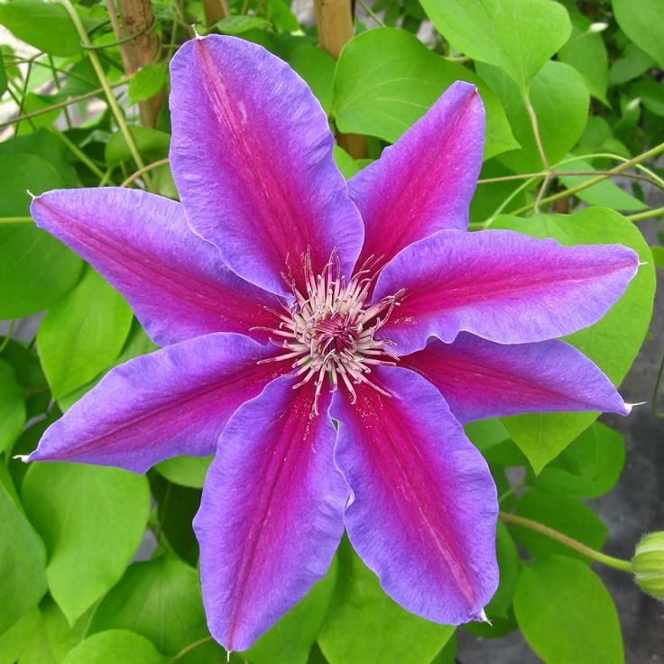 Pink Violet Clematis Flower seeds for Planting - Cottage Garden Essential, Heirloom & GMO Free Seeds for Home Garden
