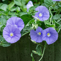 Mixed Convolvulus Flower seeds for Planting - Colorful Display, Heirloom & GMO Free Seeds for Home Garden