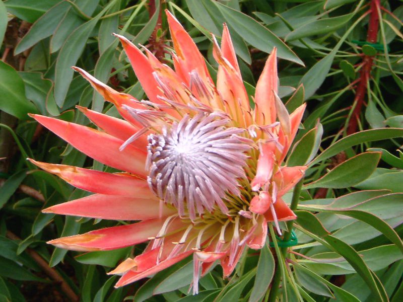Protea Flower seeds for Planting - Sun Loving, Heirloom & GMO Free Seeds for Home Garden