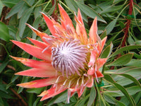 Protea Flower seeds for Planting - Sun Loving, Heirloom & GMO Free Seeds for Home Garden