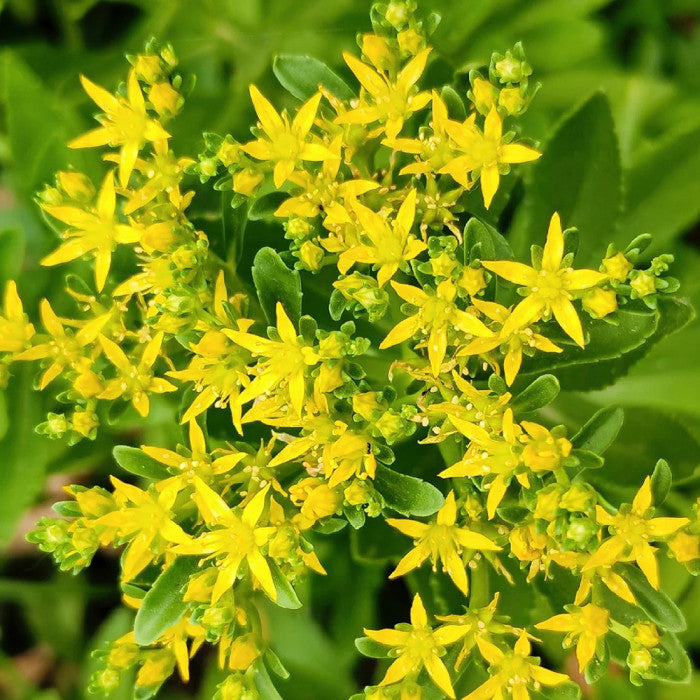 Yellow Aizoon Flower Seeds Planting