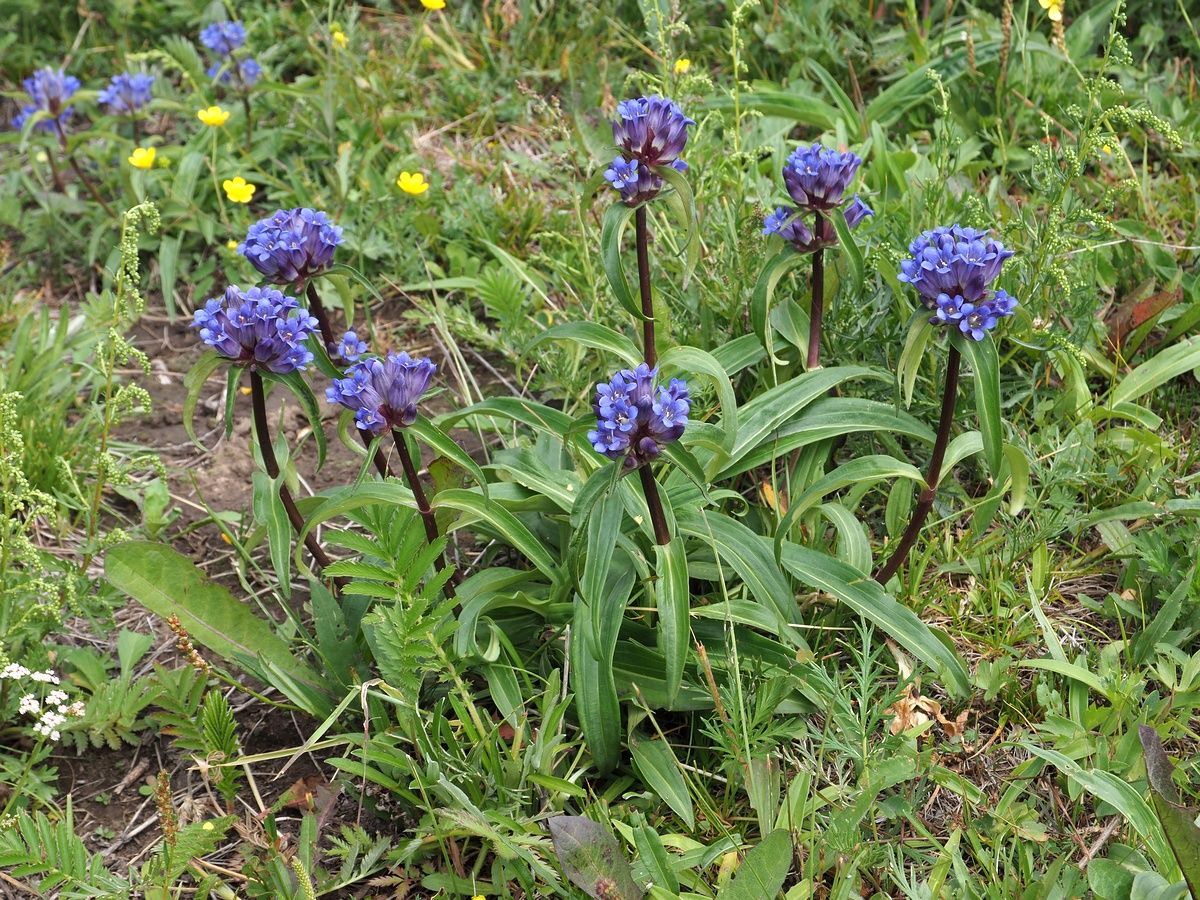 Gentiana Macrophylla Flower seeds for Planting - Premium Quality, Heirloom & GMO Free Seeds for Home Garden