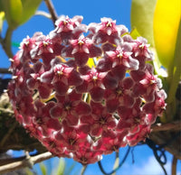 Hoya Carnosa Flower seeds for Planting Cut Flower Favorite Heirloom & GMO Free Seeds for Home Garden