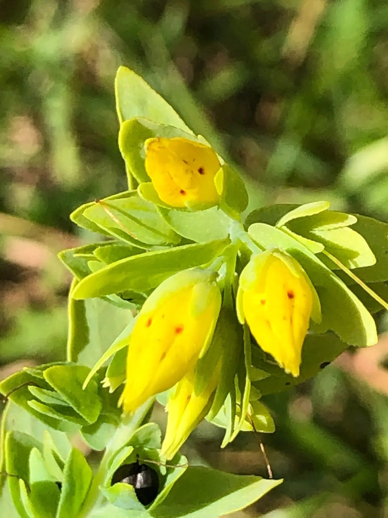 Yellow Cerinthe Flower seeds for Planting - Perfect for Borders, Heirloom & GMO Free Seeds for Home Garden