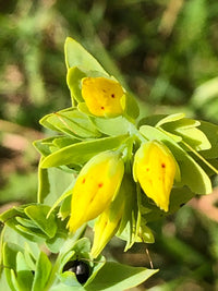 Yellow Cerinthe Flower seeds for Planting - Perfect for Borders, Heirloom & GMO Free Seeds for Home Garden