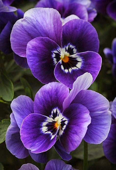 Purple Pansy Flower Seeds for Planting Easy to Grow Heirloom & GMO Free Seeds for Home Garden
 
 Sale