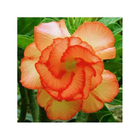 Adenium Obesum Orange Flower seeds for Planting - Seasonal Bloomer, Heirloom & GMO Free Seeds for Home Garden