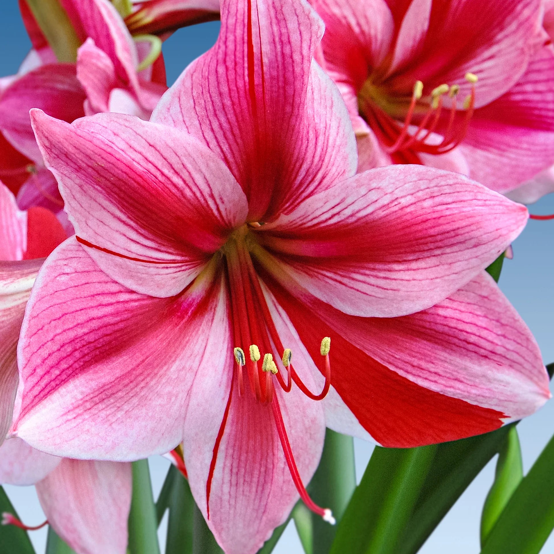Pink Amaryllis Zwiebeln Flower Seeds - Perfect for Planting in Your Garden