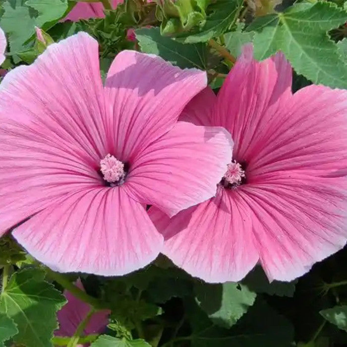 White Pink Lavatera Flower Seeds for Planting  Seed for Lush Blooms, Perfect for Elegant Garden Displays