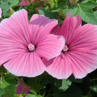 White Pink Lavatera Flower Seeds for Planting  Seed for Lush Blooms, Perfect for Elegant Garden Displays
