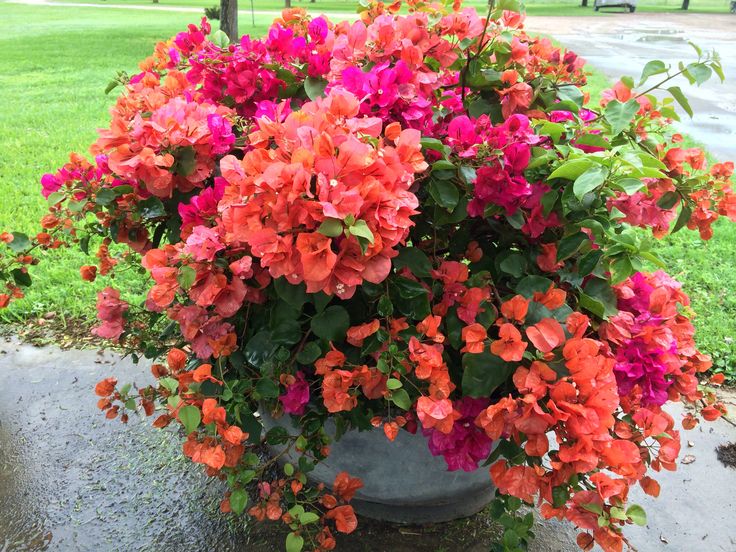 Bougainvillea Mixed Colors Flower Seeds for Planting
