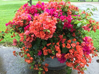 Bougainvillea Mixed Colors Flower Seeds for Planting