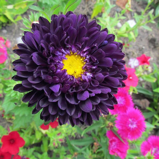 Dark Purple China Aster Flower Seeds for Planting Shade Tolerant Heirloom & GMO Free Seeds for Home Garden
 
 Sale
