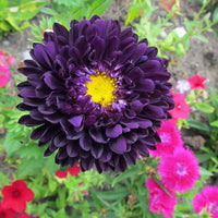 Dark Purple China Aster Flower Seeds for Planting Shade Tolerant Heirloom & GMO Free Seeds for Home Garden
 
 Sale