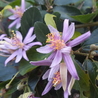 Grewia Flower seeds for Planting - Bright Blooms, Heirloom & GMO Free Seeds for Home Garden