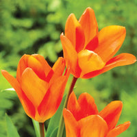 Orange Tulip Flower Seeds Shade Tolerant Heirloom & GMO Free Seeds for Home Garden
 
 Sale