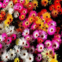 Summer Flower seeds for Planting - Bright Blooms, Heirloom & GMO Free Seeds for Home Garden