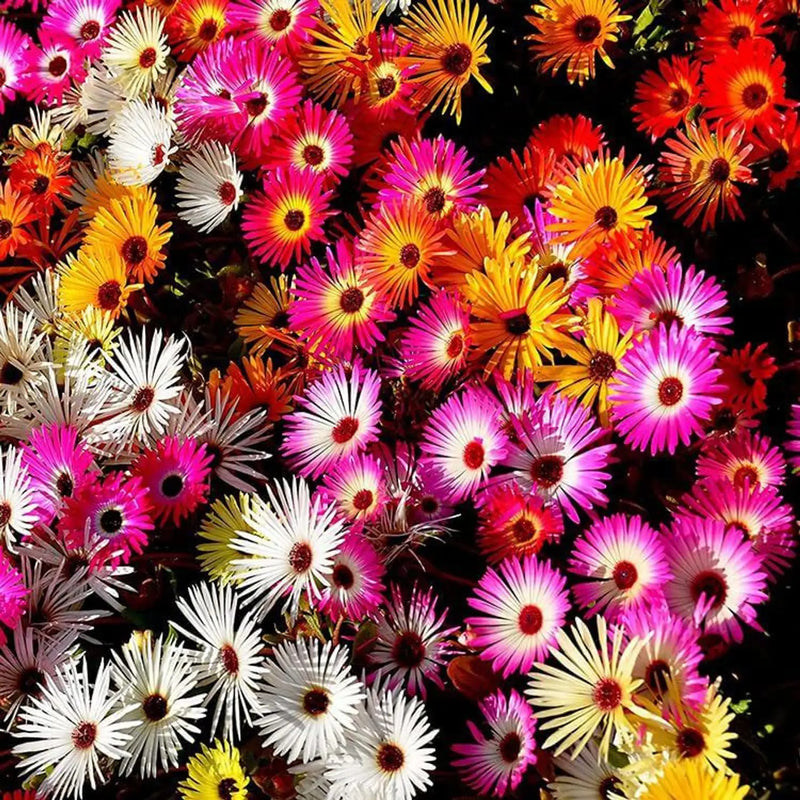 Summer Flower seeds for Planting - Bright Blooms, Heirloom & GMO Free Seeds for Home Garden
