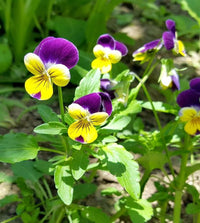 Wavy Viola Tricolor Flower Seeds: Vibrant Blossoms for a Colorful Garden Display