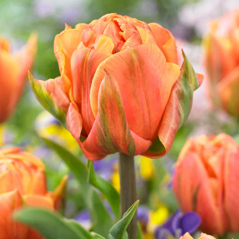 Orange Green Tulip Flower seeds for Planting Garden Favorite Heirloom & GMO Free Seeds for Home Garden