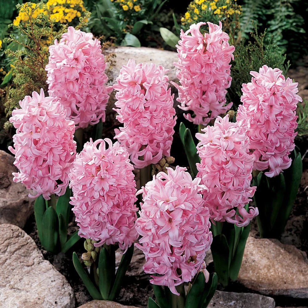 Light Pink Hyacinth Flower seeds for Planting - Easy to Grow, Heirloom & GMO Free Seeds for Home Garden