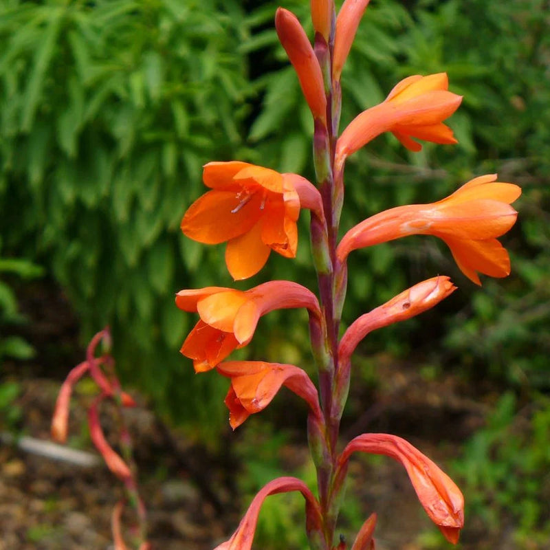 Watsonia Pillansii Bugle Lily Seeds for Planting - Premium Perennial Flower Seeds for Your Garden