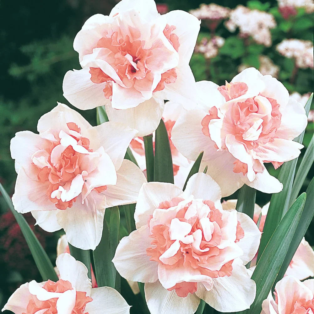 Pink Double Petals Narcissus Daffodil Seeds for Planting Garden Favorite Heirloom & GMO Free Seeds for Home Garden
 
 Sale