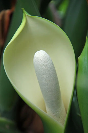 Green Philodendron Selloum Seeds Flower seeds for Planting Seasonal Bloomer Heirloom & GMO Free Seeds for Home Garden 
 
 Sale