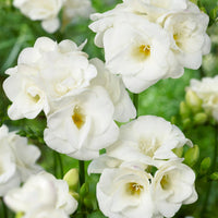 White Freesia Indoor Potted Flower Seeds