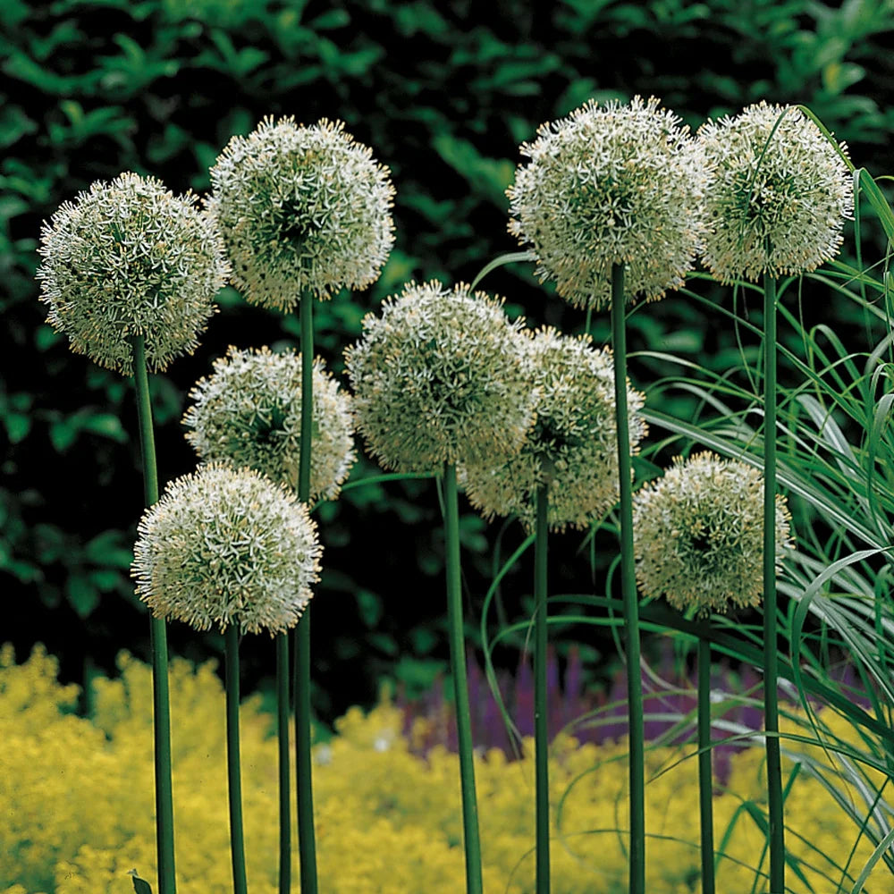 Green Giant Onion Flower Seeds – Rare Allium Ornamental Blooms