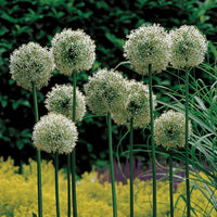 Green Giant Onion Flower Seeds – Rare Allium Ornamental Blooms
