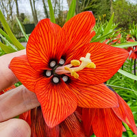 Fritillaria Imperialis Flower seeds for Planting Seasonal Bloomer Heirloom & GMO Free Seeds for Home Garden