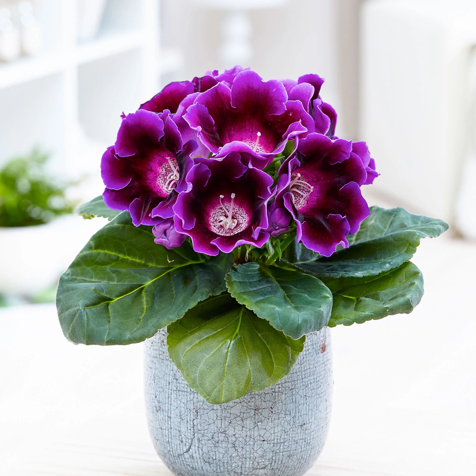 Sinningia Flower seeds for Planting Compact Growth Heirloom & GMO Free Seeds for Home Garden 
 
 Sale