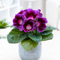 Sinningia Flower seeds for Planting Compact Growth Heirloom & GMO Free Seeds for Home Garden 
 
 Sale