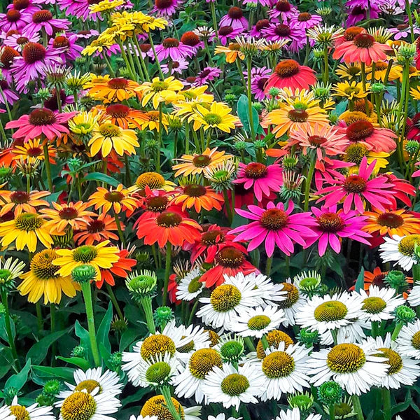 Mixed ConeFlower seeds for Planting - Low Maintenance, Heirloom & GMO Free Seeds for Home Garden