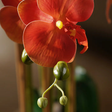 Orange Phalaenopsis Orchid Flower Seeds for Planting Perfect for Borders Heirloom & GMO Free Seeds for Home Garden
 
 Sale
