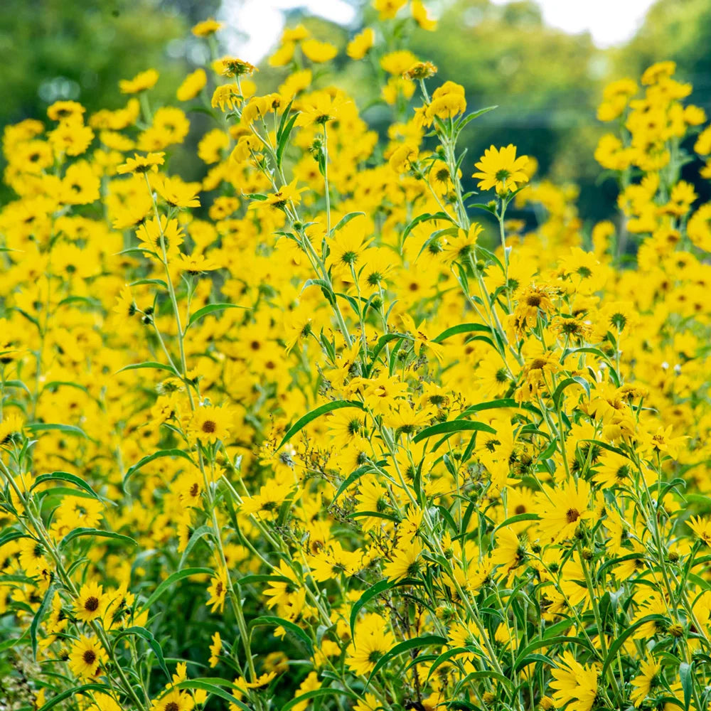 Yellow Maximiliani Flower Seeds Planting