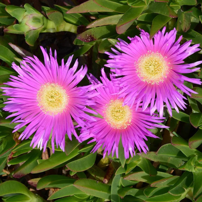 Carpobrotus Flower seeds for Planting - Cottage Garden Essential, Heirloom & GMO Free Seeds for Home Garden