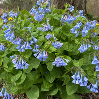 Mertensia Flower seeds for Planting - Cottage Garden Essential, Heirloom & GMO Free Seeds for Home Garden
