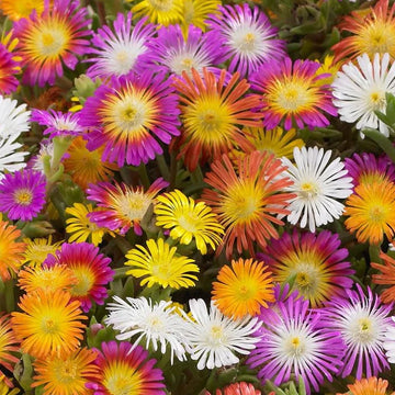 Delosperma Flower seeds for Planting Pollinator Friendly Heirloom & GMO Free Seeds for Home Garden