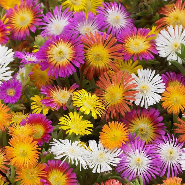 Delosperma Flower seeds for Planting Pollinator Friendly Heirloom & GMO Free Seeds for Home Garden