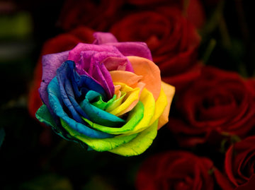 Rainbow Rose Flower Seeds for Planting – Easy to Grow Heirloom & NonGMO Home Garden Seeds
 
 Sale