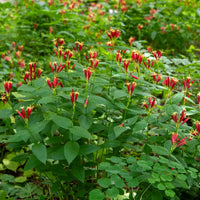 Jiaogulan Flower seeds for Planting - Vibrant Colors, Heirloom & GMO Free Seeds for Home Garden