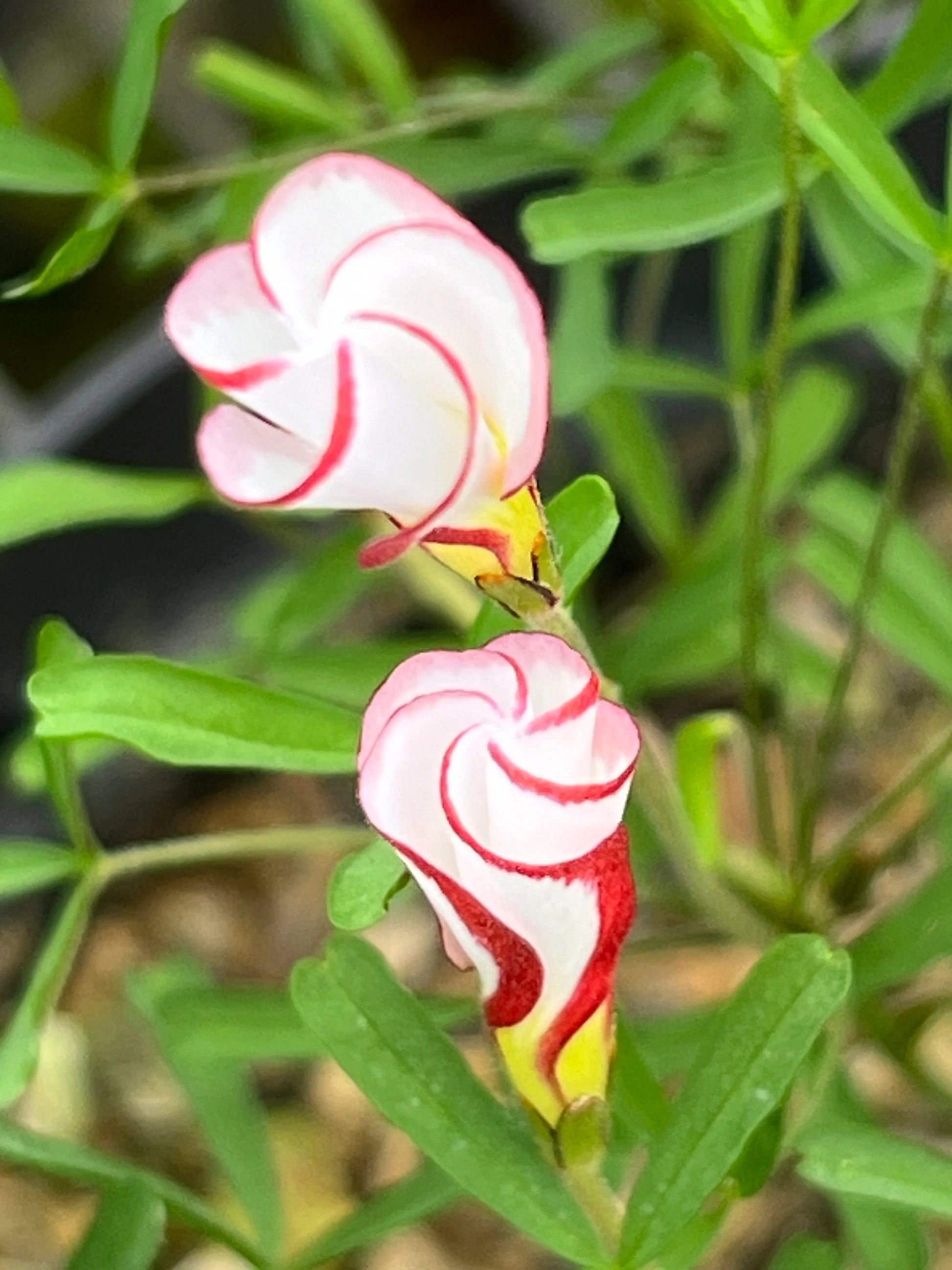 Red Oxalis Versicolor Flower seeds for Planting - Hardy Variety, Heirloom & GMO Free Seeds for Home Garden