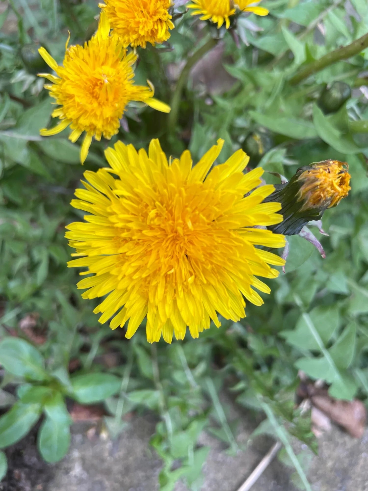 Dandelion Flower seeds for Planting Colorful Display Heirloom & GMO Free Seeds for Home Garden