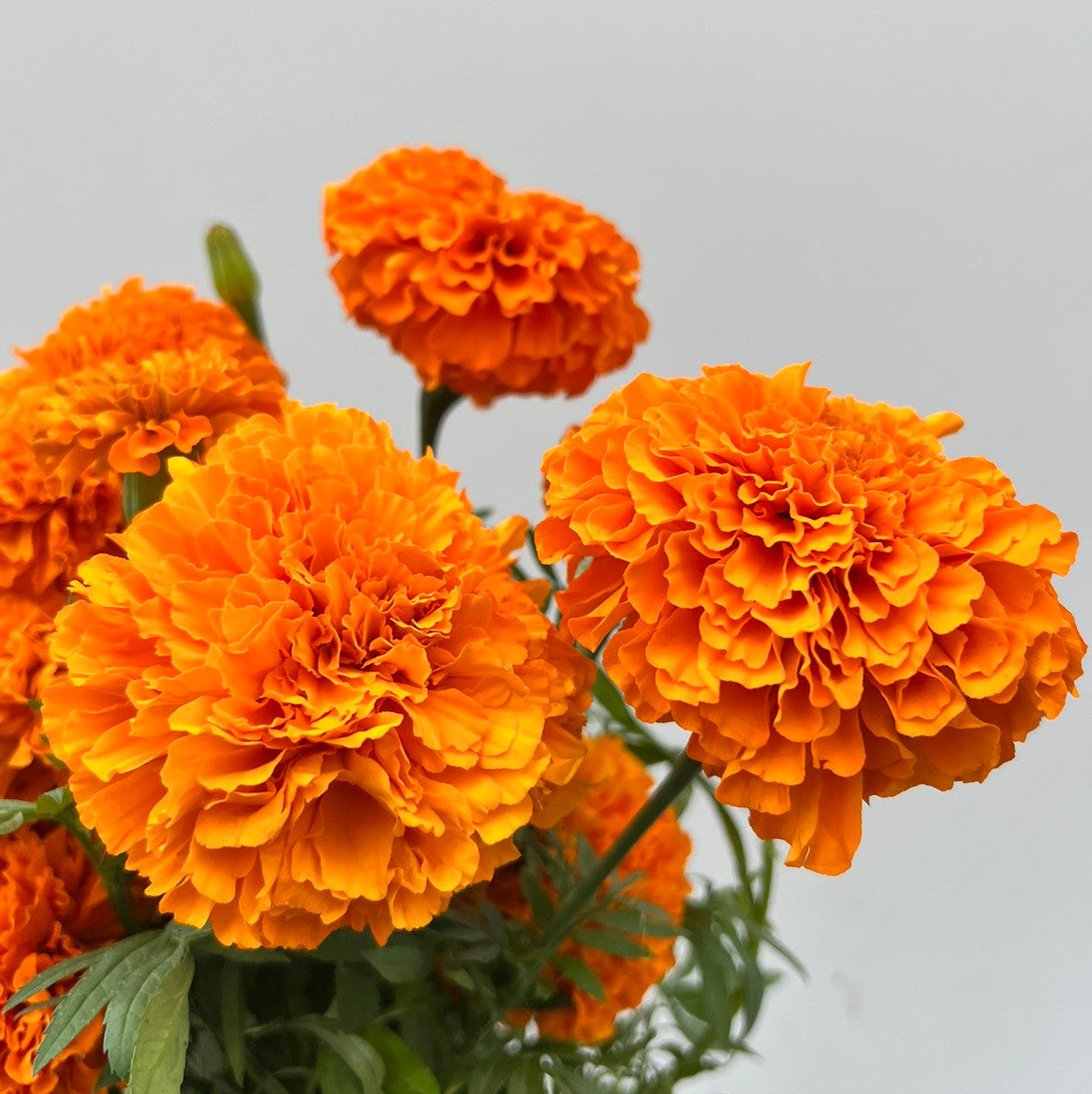 Orange Marigold Flower seeds for Planting Fragrant Blossoms Heirloom & GMO Free Seeds for Home Garden 
 
 Sale