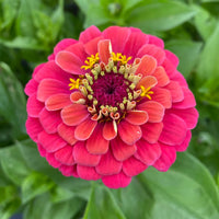 Carrousel Mix Zinnia Seeds for Colorful Garden Displays