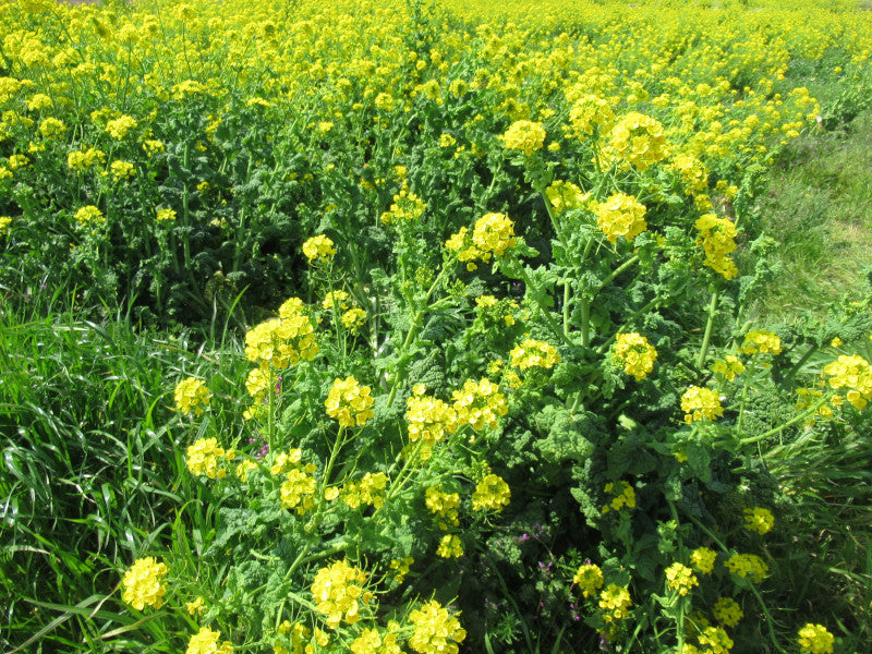 Yellow Edible Rape Flower Seeds for planting