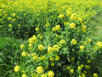 Yellow Edible Rape Flower Seeds for planting