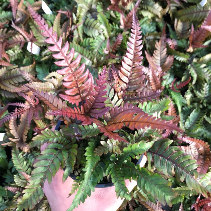 Red Purple Pteris Flower seeds for Planting - Cottage Garden Essential, Heirloom & GMO Free Seeds for Home Garden